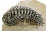 Detailed Crotalocephalina Trilobite - Atchana, Morocco #359546-1